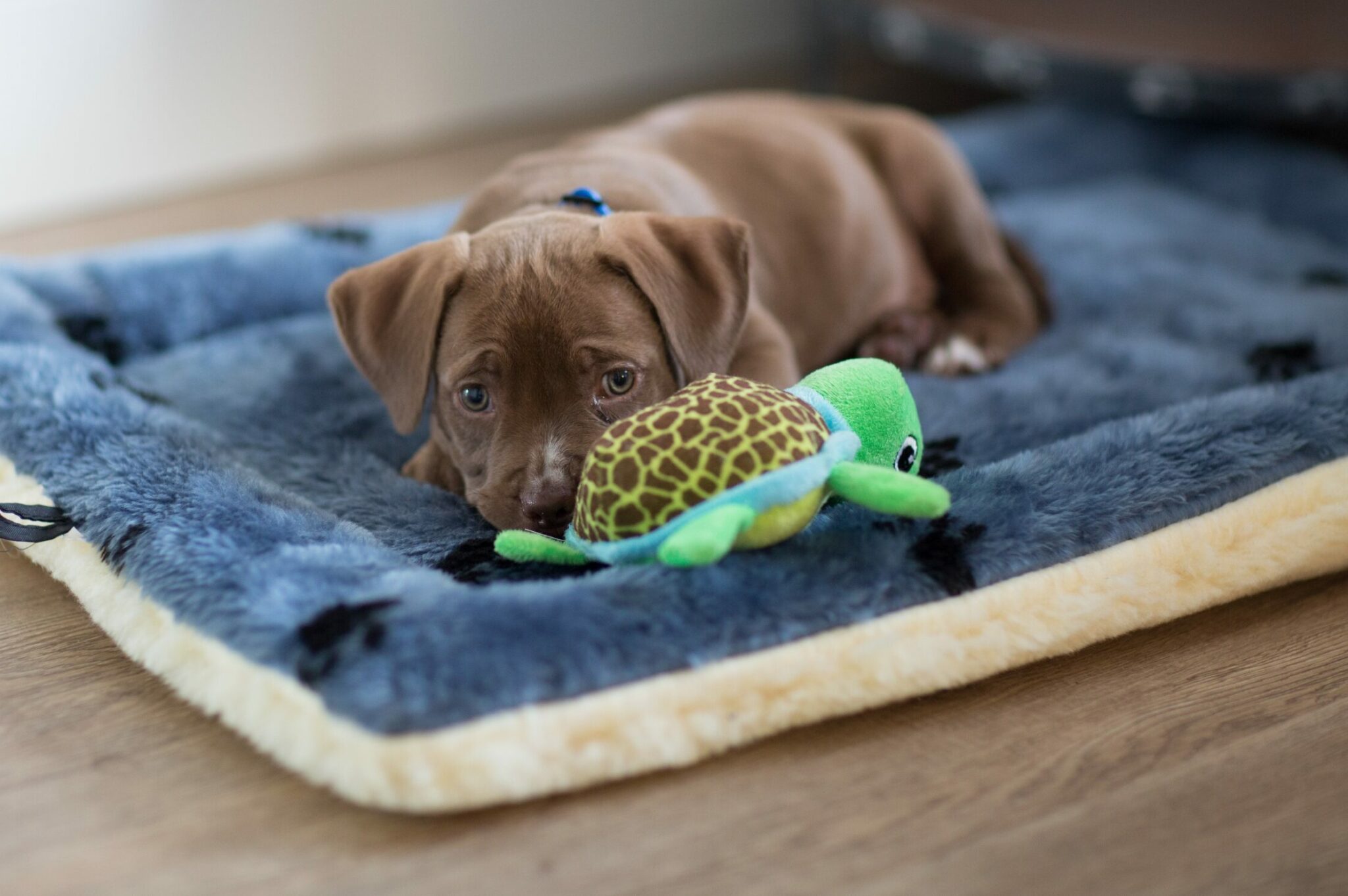 Μπορούν οι σκύλοι να θυμούνται τα ονόματα των παιχνιδιών τους; Τι λέει πρόσφατη έρευνα