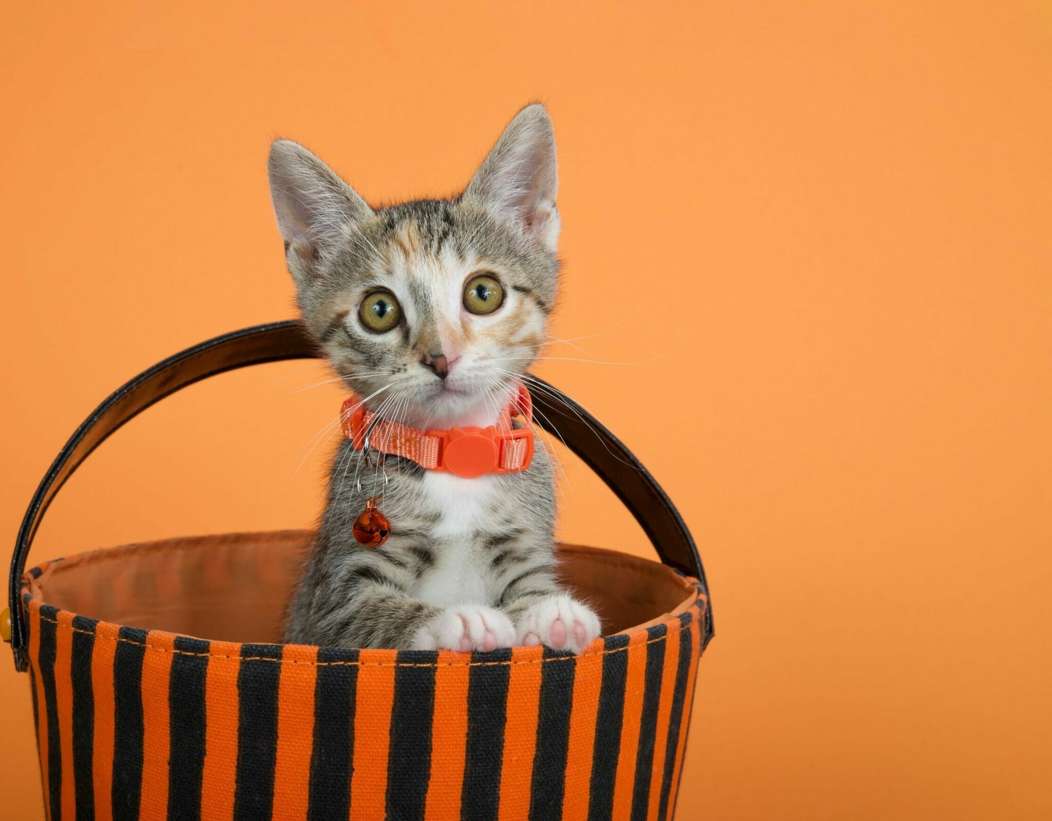 Να βάλετε ή όχι περιλαίμιο στη γάτα σας; Τι πρέπει να σκεφτείτε πριν αποφασίσετε