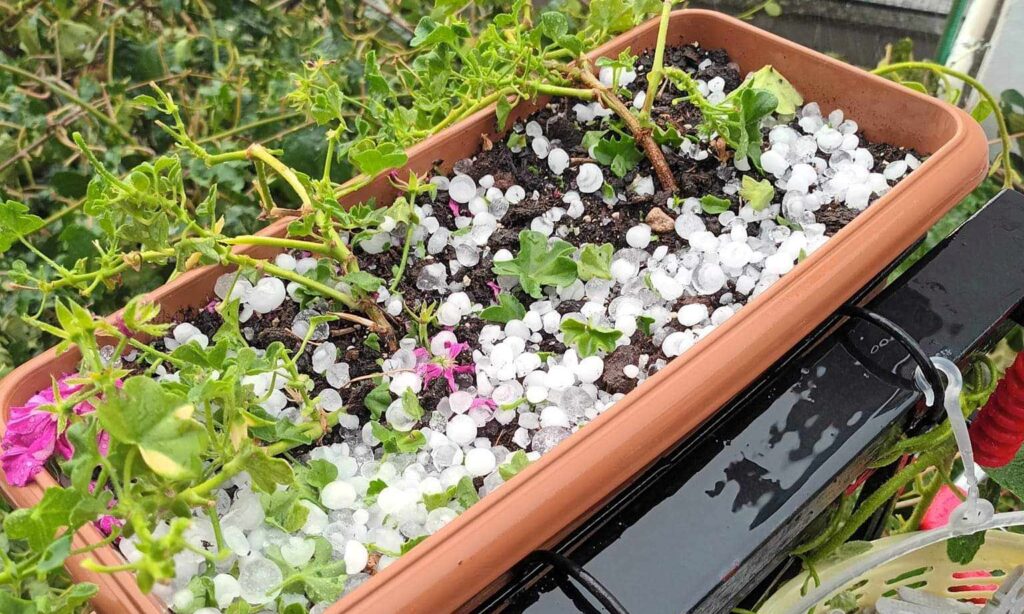 Ζημιές σε καλλιέργειες από την χαλαζόπτωση στο Βελβεντό Κοζάνης