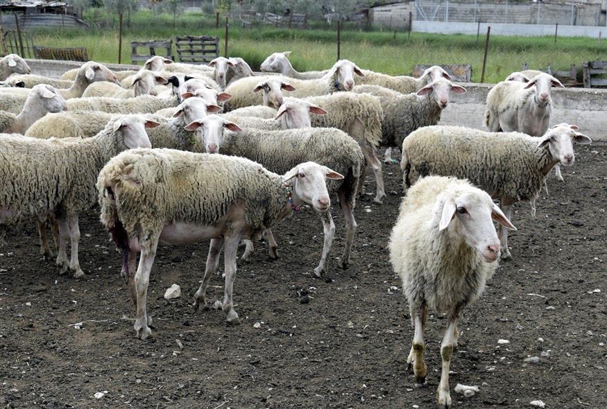 Λασίθι: Έσφαξαν ολόκληρο κοπάδι στο Οροπέδιο του Καθαρού