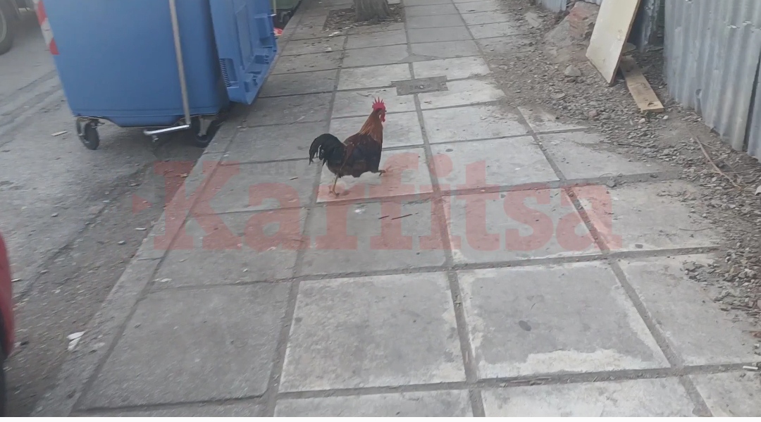 Θεσσαλονίκη: «Αμόλησαν» πουλερικά στη μέση του πεζοδρομίου! (ΦΩΤΟ+Video)