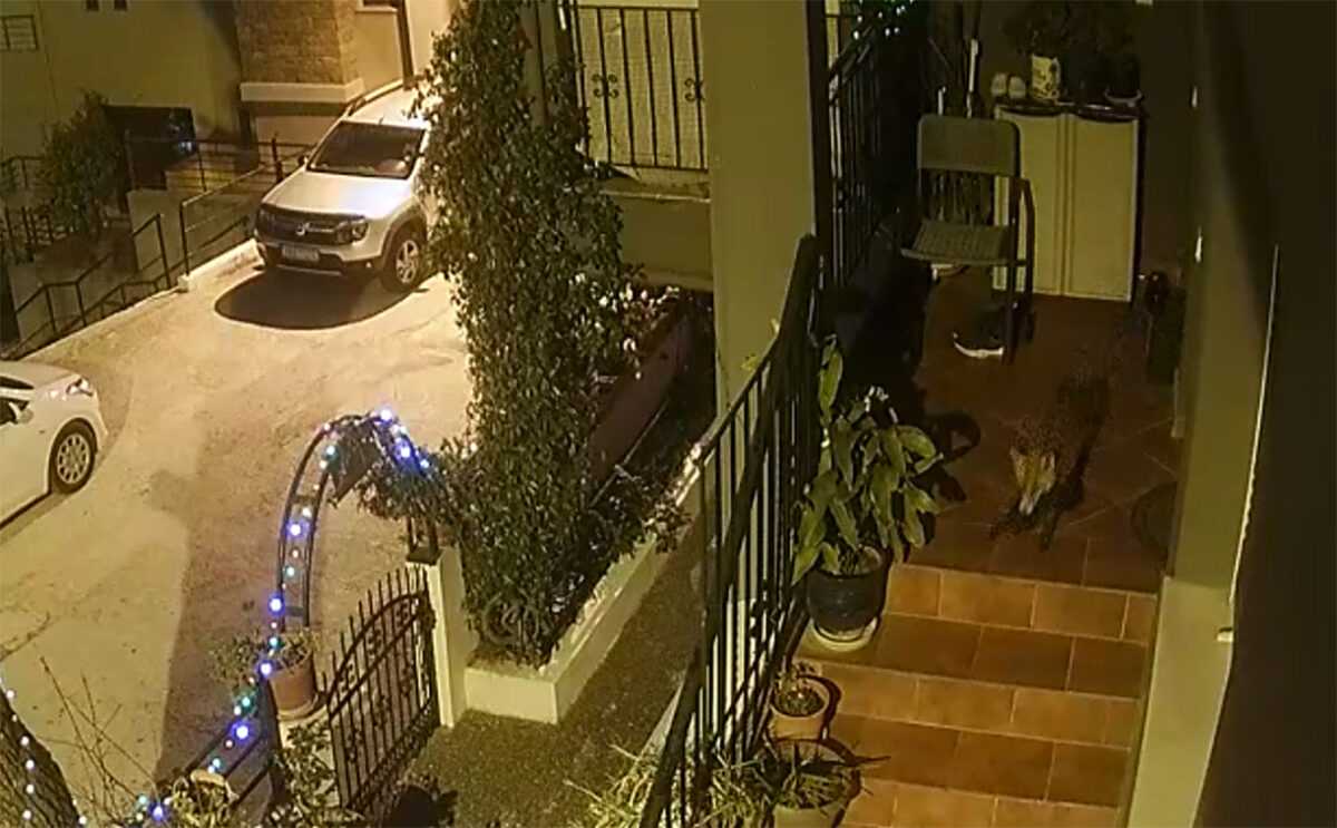 Καβάλα: Πονηρός κλέφτης με… ουρά μπήκε σε σπίτι και έκλεψε παπούτσια! (Video)