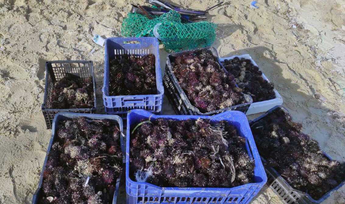 Καβάλα: Έκλεβε αχινούς – Tον έπιασαν με επεισοδιακό τρόπο στην Πιερία