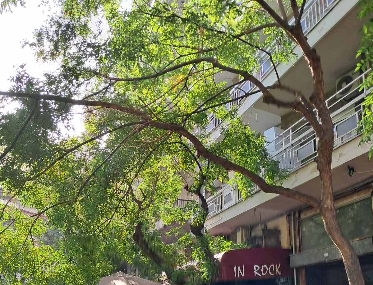 Θεσσαλονίκη: Επικίνδυνο κλαδί κρέμεται πάνω από δρόμο – Κάτοικοι φοβούνται πως θα σπάσει (ΦΩΤΟ)