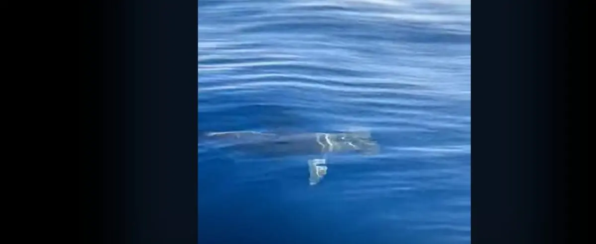 Καρχαρίας κολυμπά δίπλα σε σκάφος στον Σαρωνικό (Video)