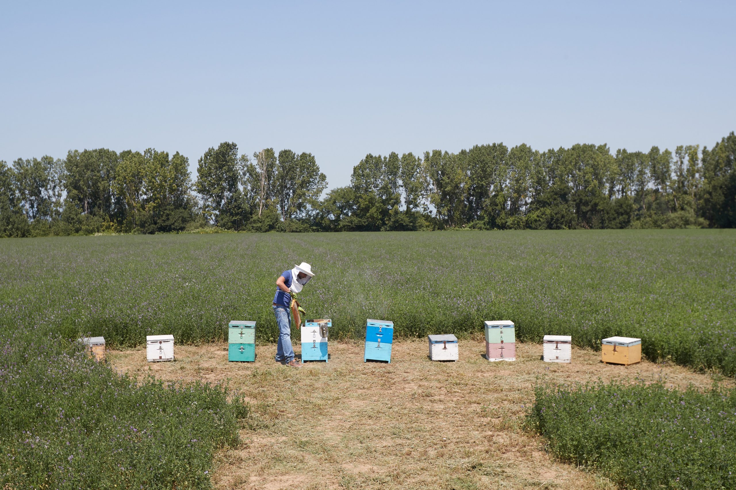 Υπό εξαφάνιση το ελληνικό μέλι: Ο ρόλος της κλιματικής αλλαγής και πως «βαφτίζεται» το εισαγόμενο σε ελληνικό