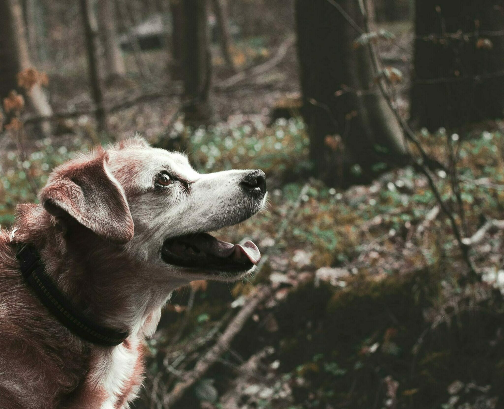 Υιοθετήσατε έναν ηλικιωμένο σκύλο; Τα ανέλπιστα οφέλη από μια τέτοια απόφαση