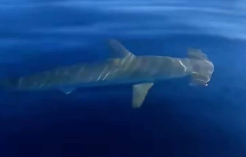 Σφυροκέφαλος καρχαρίας κολυμπούσε δίπλα σε σκάφος στον Σαρωνικό (Video)