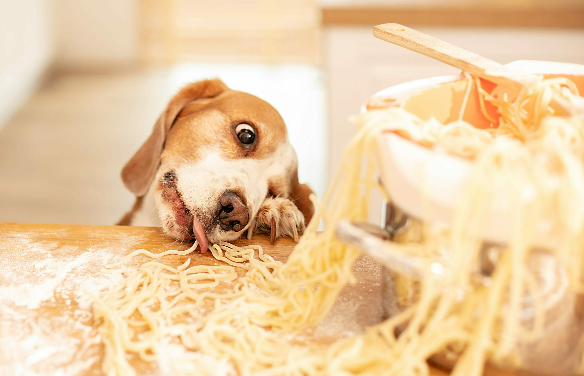 Σκύλος και μακαρόνια: ταΐζοντας τον με ασφάλεια