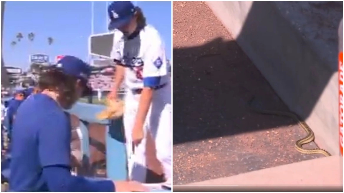 Απίστευτο περιστατικό: Φίδι εισβάλλει στον πάγκο των Ντότζερς κατά τη διάρκεια αγώνα μπέιζμπολ (Video)