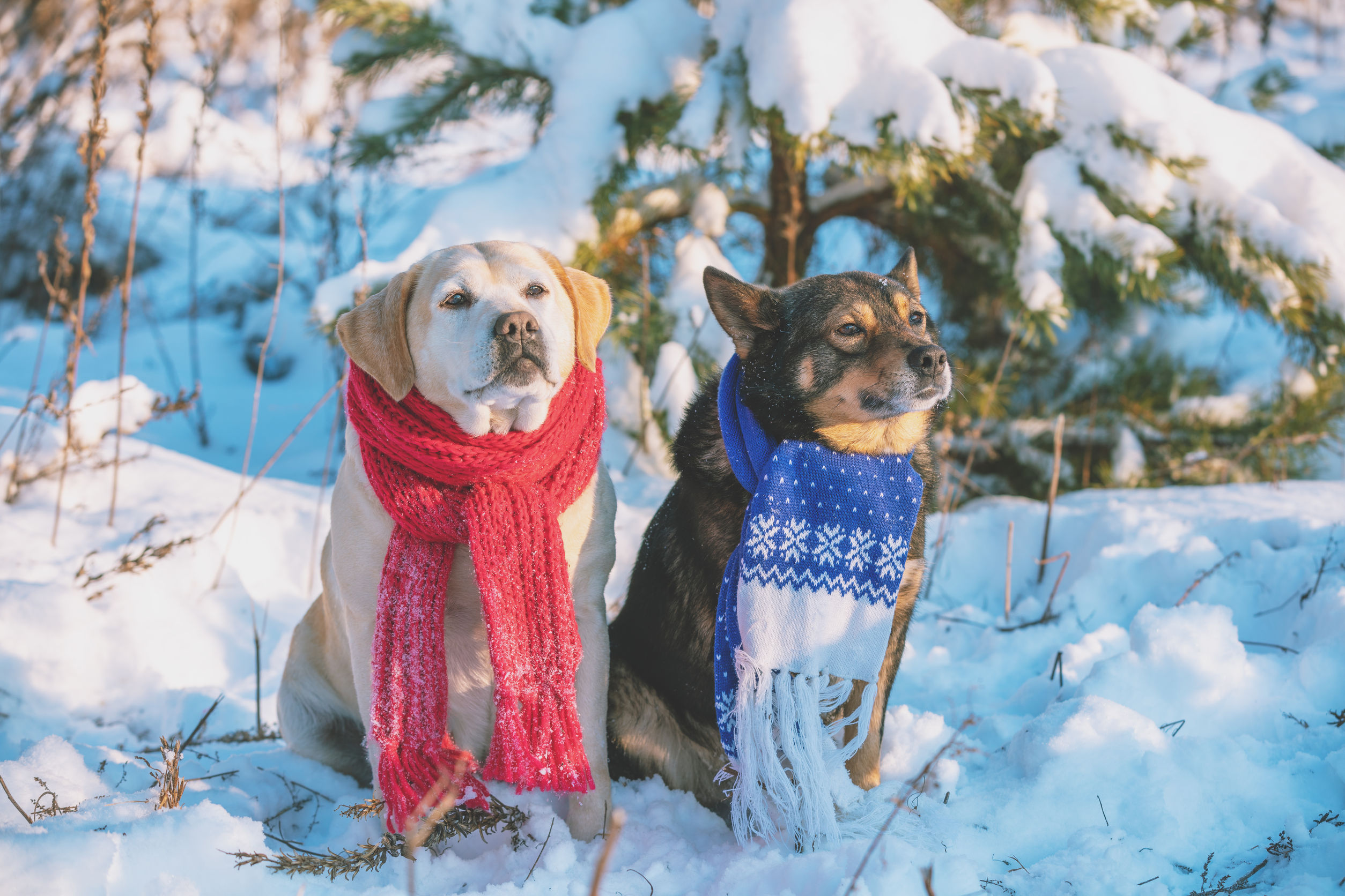 Πώς να προστατεύσετε τα κατοικίδιά σας από τον χειμώνα