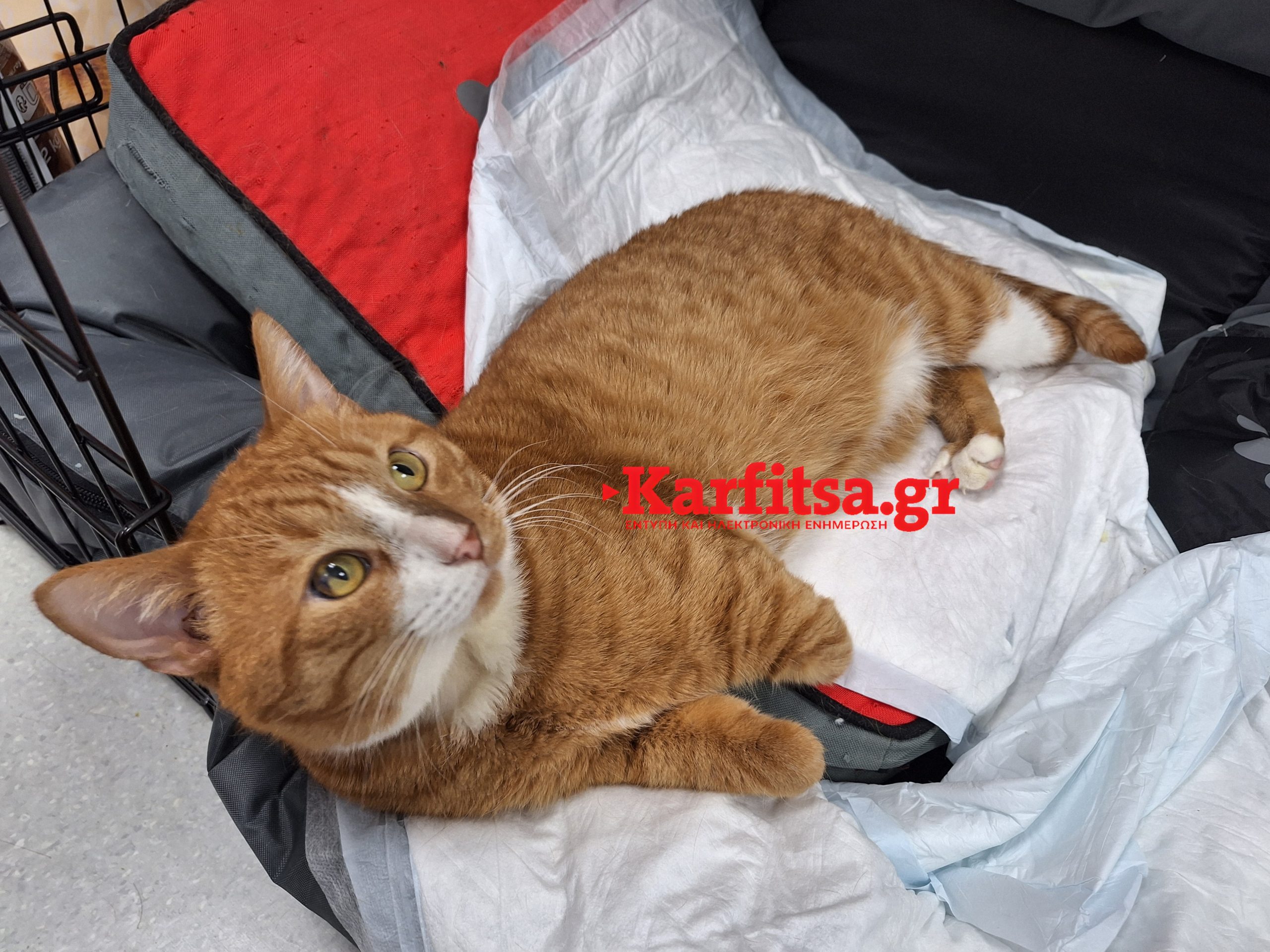 Θεσσαλονίκη: Τοποθετούνται τα προσθετικά μέλη στον Ήφαιστο, τον γάτο που ακρωτηριάστηκε από ασυνείδητο (ΦΩΤΟ+Video)