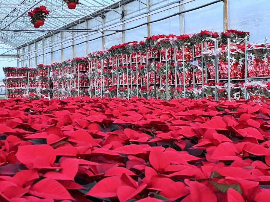 «Καν’το όπως οι Ολλανδοί»: Οικογένεια από τη Θεσσαλονίκη εξάγει πάνω από 100.000 αλεξανδρινά