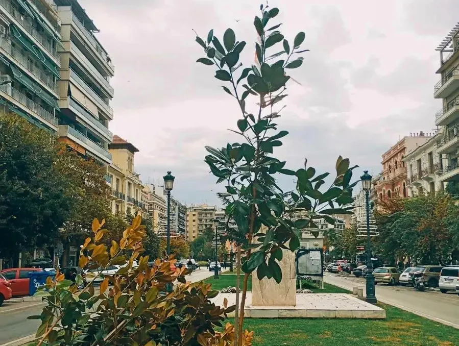 Δήμος Θεσσαλονίκης: Ξεκίνησε η φυτευτική περίοδος με νέες μανώλιες στην καρδιά της πόλης