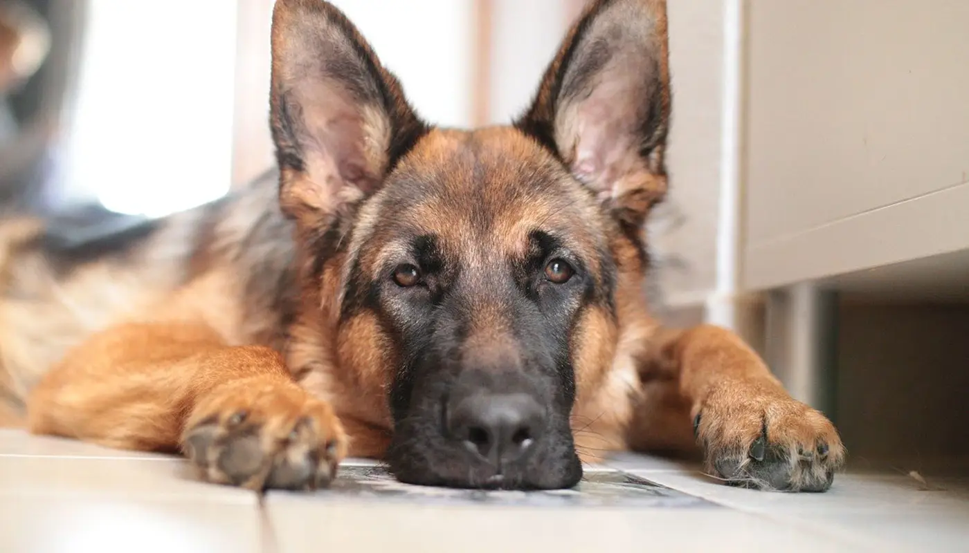 Κατηγορείται ότι σκότωσε τον Μαξ  