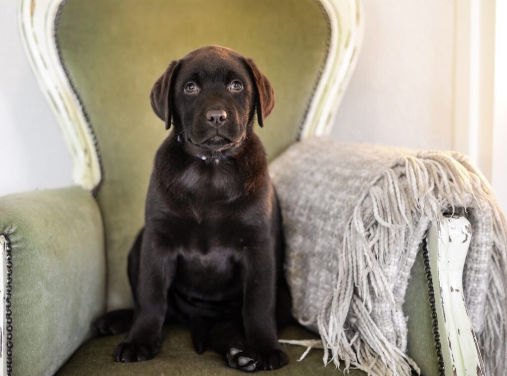 Ποια είναι τα σημάδια επιθετικότητας στον σκύλο – Τι να κάνετε αν τα παρατηρήσετε
