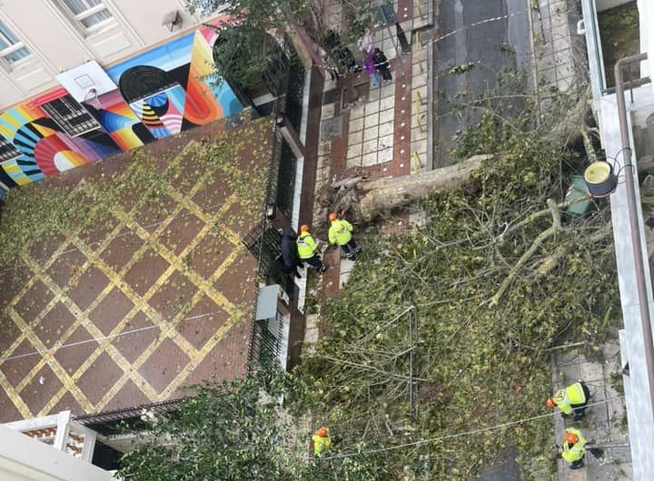 Θεσσαλονίκη: Τεράστιο δέντρο έπεσε δίπλα σε σχολείο! Συγκλονιστική ΦΩΤΟ