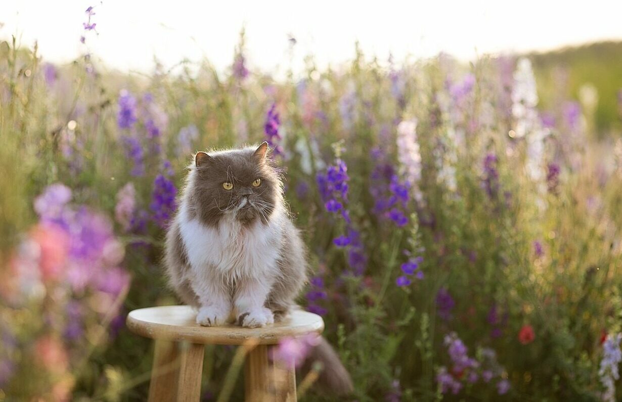 Clicker training: Ένας διασκεδαστικός τρόπος να εκπαιδεύσετε την γάτα σας