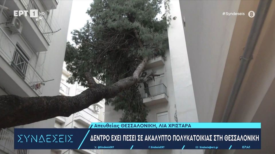 Θεσσαλονίκη: Κάτοικοι ζουν με ένα τεράστιο δέντρο πάνω από τα κεφάλια τους – Είχε πέσει από την κακοκαιρία Bora (Video)