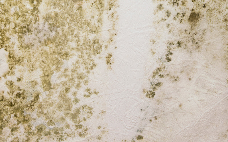 Πότε η μούχλα μπορεί να γίνει επικίνδυνη