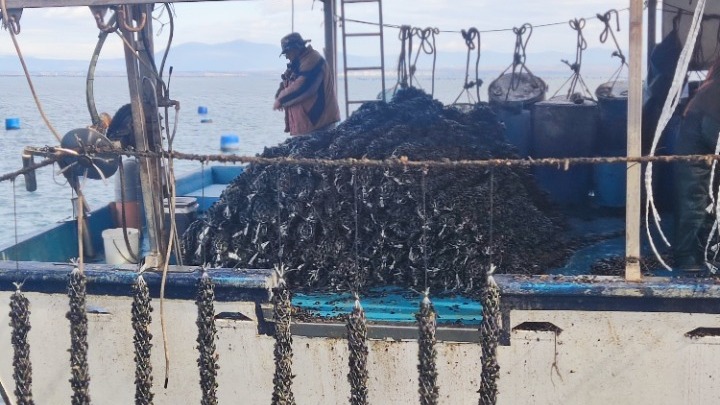 Θερμαϊκός Κόλπος: Σε «φουρτούνα» λόγω και της κλιματικής κρίσης η μυδοκαλλιέργεια