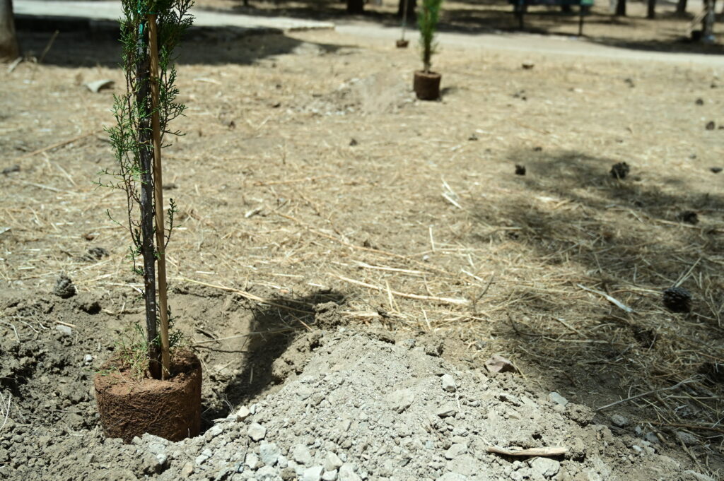 Θεσσαλονίκη: 1000 νέα δέντρα θα φυτευτούν στο Δάσος Τριανδρίας