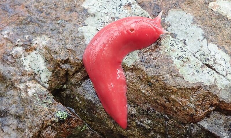 Ροζ γυμνοσιάλαγκες: Εκπληκτική αναζωπύρωση του «φαινομένου του ηφαιστείου