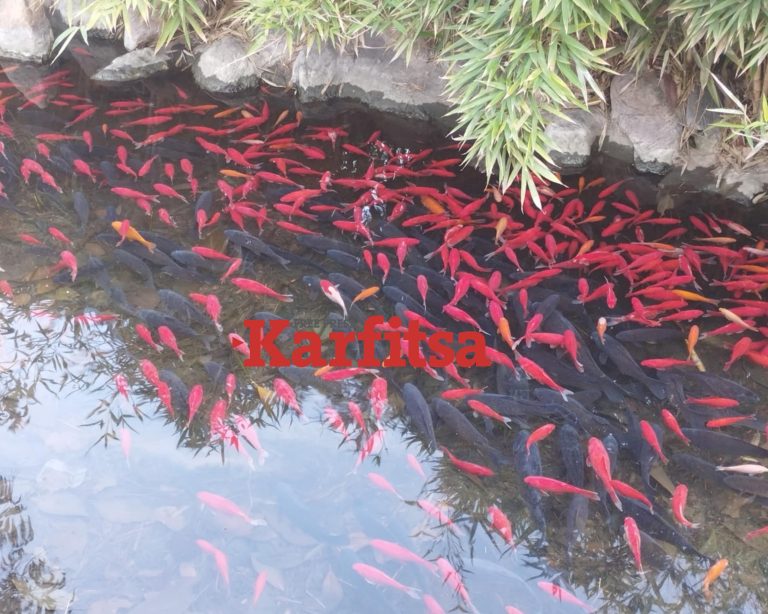 Θεσσαλονίκη: Γέμισε χρυσόψαρα ρυάκι στο πεδίο του Άρεως - «Καμπανάκι» από τους ειδικούς (ΦΩΤΟ+Video)