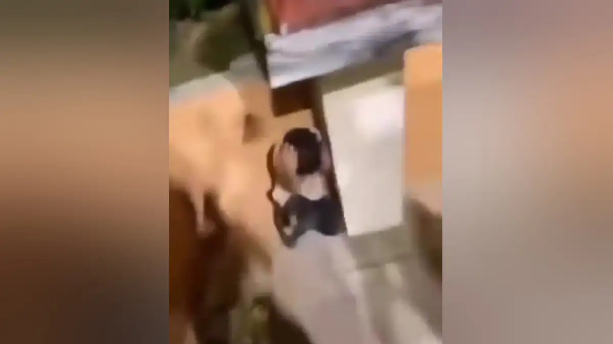 Παρέμβαση του Αρείου Πάγου για το bullying 10χρονου από ακροδεξιούς στην Κομοτηνή (Video)
