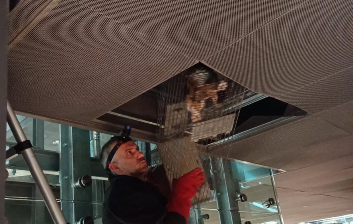 Θεσσαλονίκη: Απεγκλωβίστηκε το γατάκι που εγκλωβίστηκε για πάνω από ένα μήνα μέσα στο Μετρό (ΦΩΤΟ)