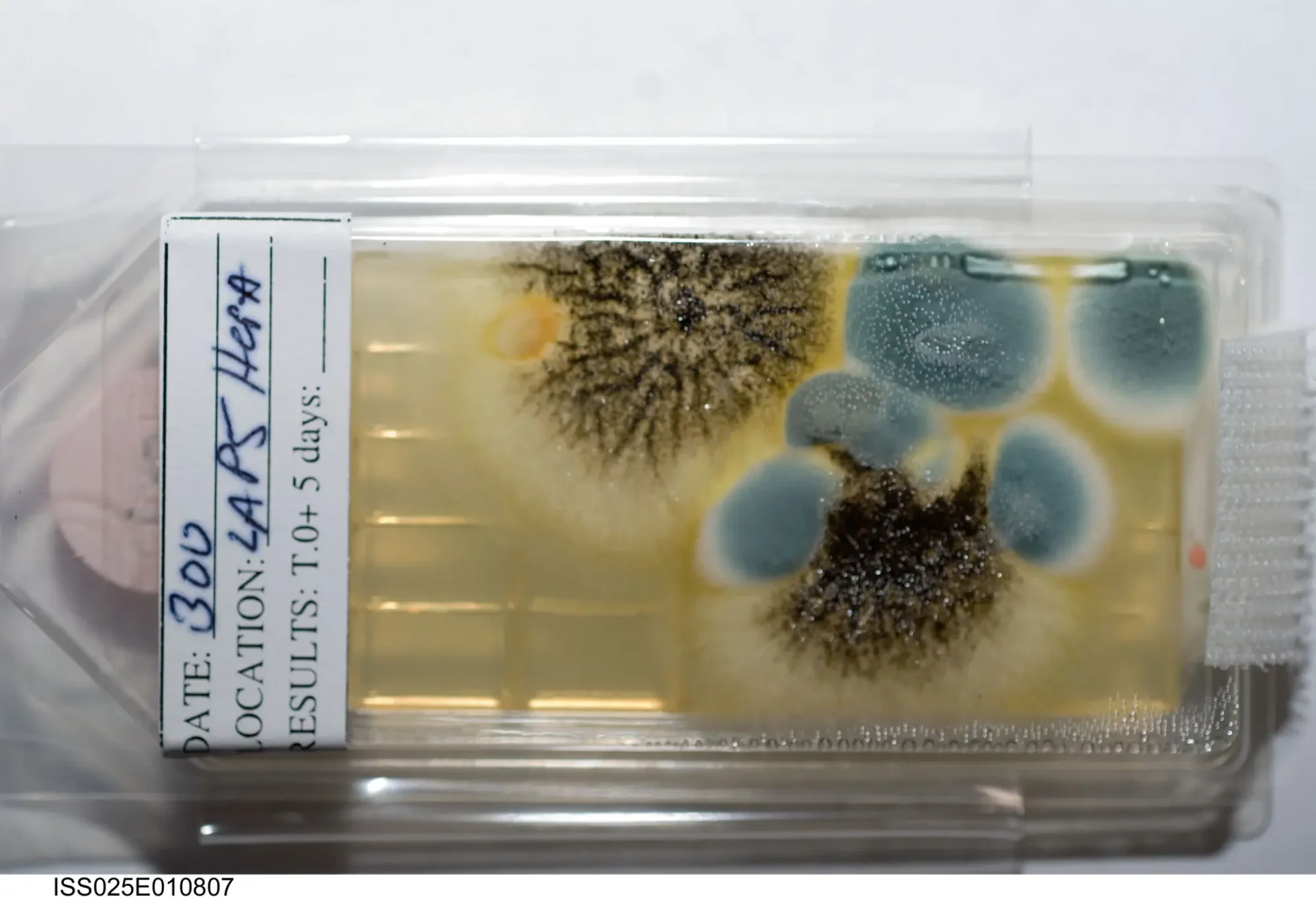 Η NASA εξετάζει τη δυνατότητα επιβίωσης μικροοργανισμών στο Διάστημα (ΦΩΤΟ)