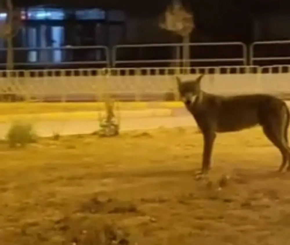 Πτολεμαϊδα: Λύκος έκανε βόλτες μέσα στην πόλη (ΦΩΤΟ+Video)