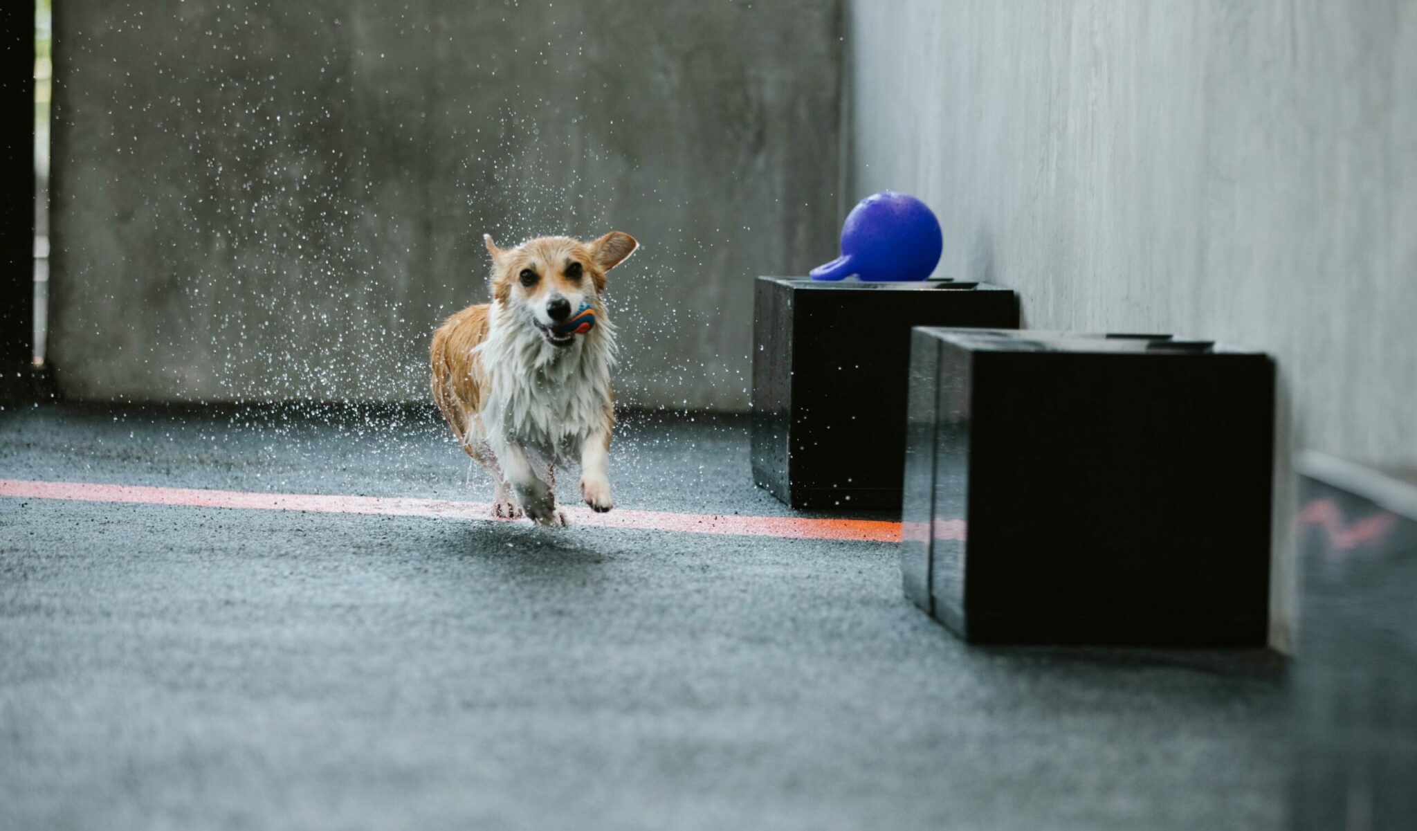 Σκύλοι διαφορετικών ταχυτήτων: Οι 10 φυλές που τρέχουν πιο γρήγορα