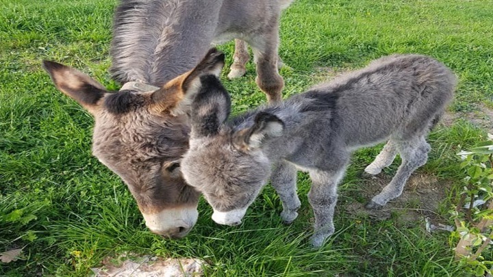 Θεσσαλονίκη: Αθώος 58χρονος  που κατηγορούνταν για κακοποίηση ιπποειδών σε περιοχή της Χαλκηδόνας