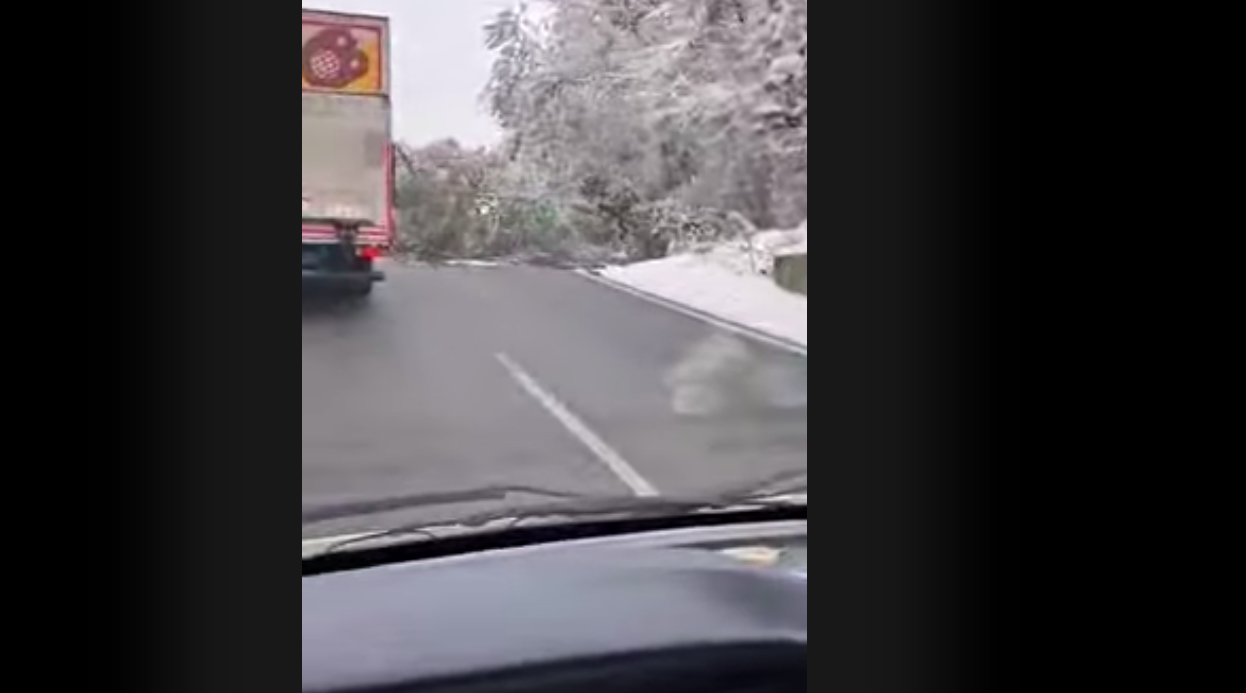 Προσοχή! Έπεσε δέντρο στην Εθνική Σερρών- Θεσσαλονίκης – Κλειστή λωρίδα (ΦΩΤΟ+Video)