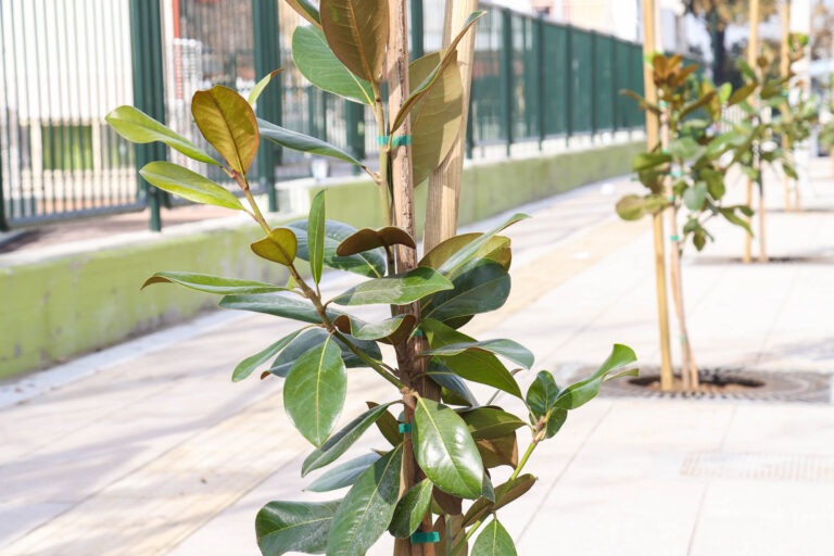 Θεσσαλονίκη: Νέος πνεύμονας πρασίνου με 25.000 δέντρα – Σε ποια περιοχή