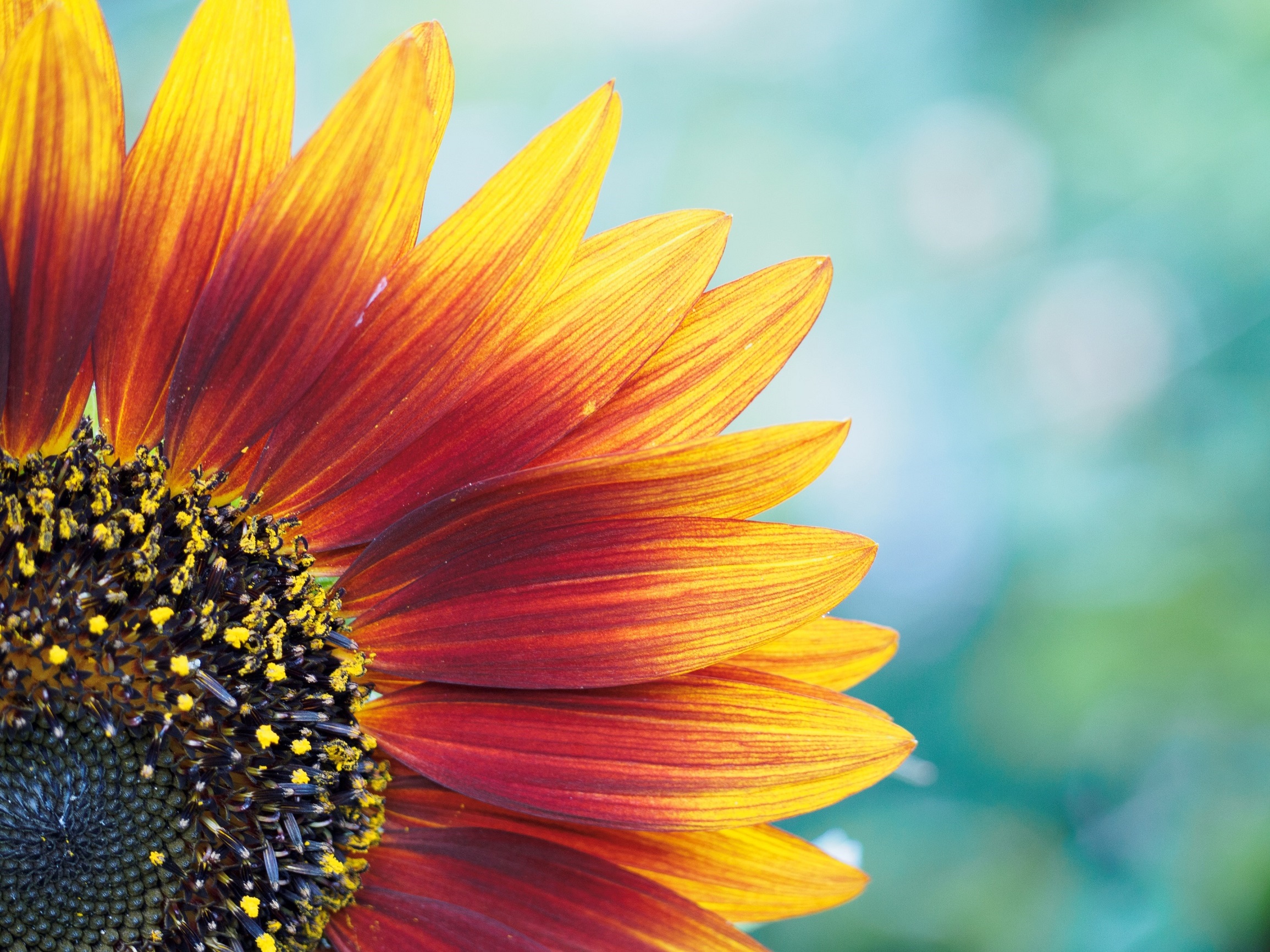 Έκθεση φωτογραφίας «ΑνθίΖΩ» της Δέσποινας Κατσώχη