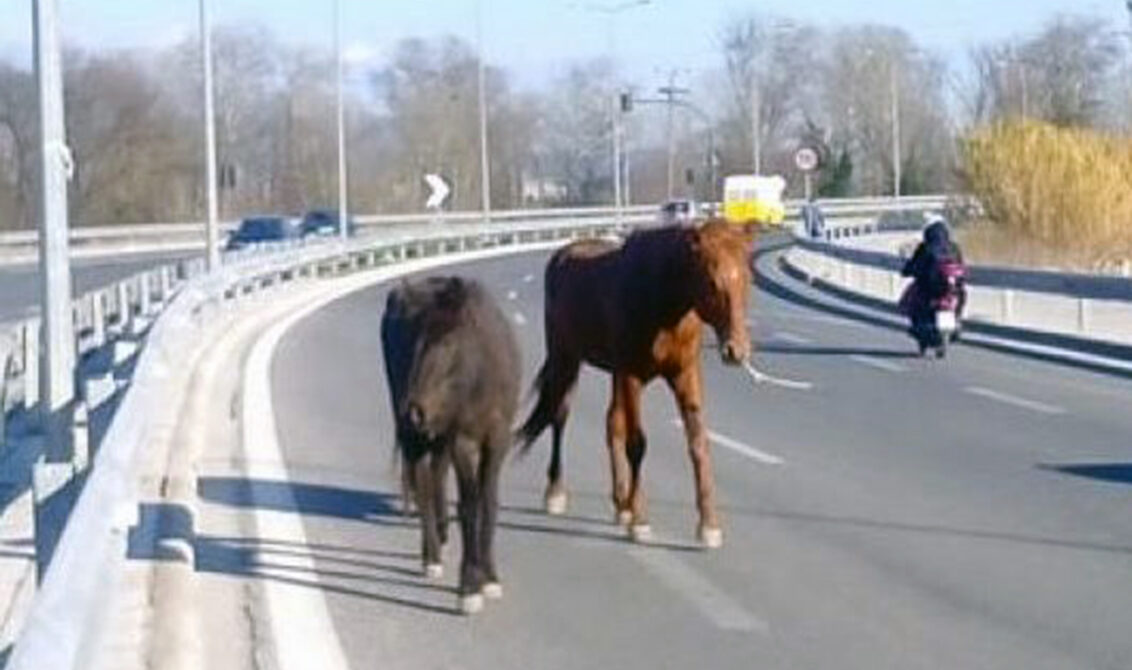 Καβάλα: Ο Δήμος προειδοποιεί – Προσοχή στα άλογα