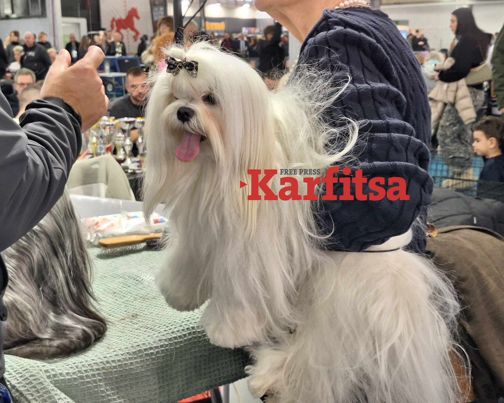 Τετράποδα «μοντέλα» στη ΔΕΘ – Πανέμορφα σκυλάκια εντυπωσιάζουν στο Pet Festival της Zootechnia (ΦΩΤΟ+Video)