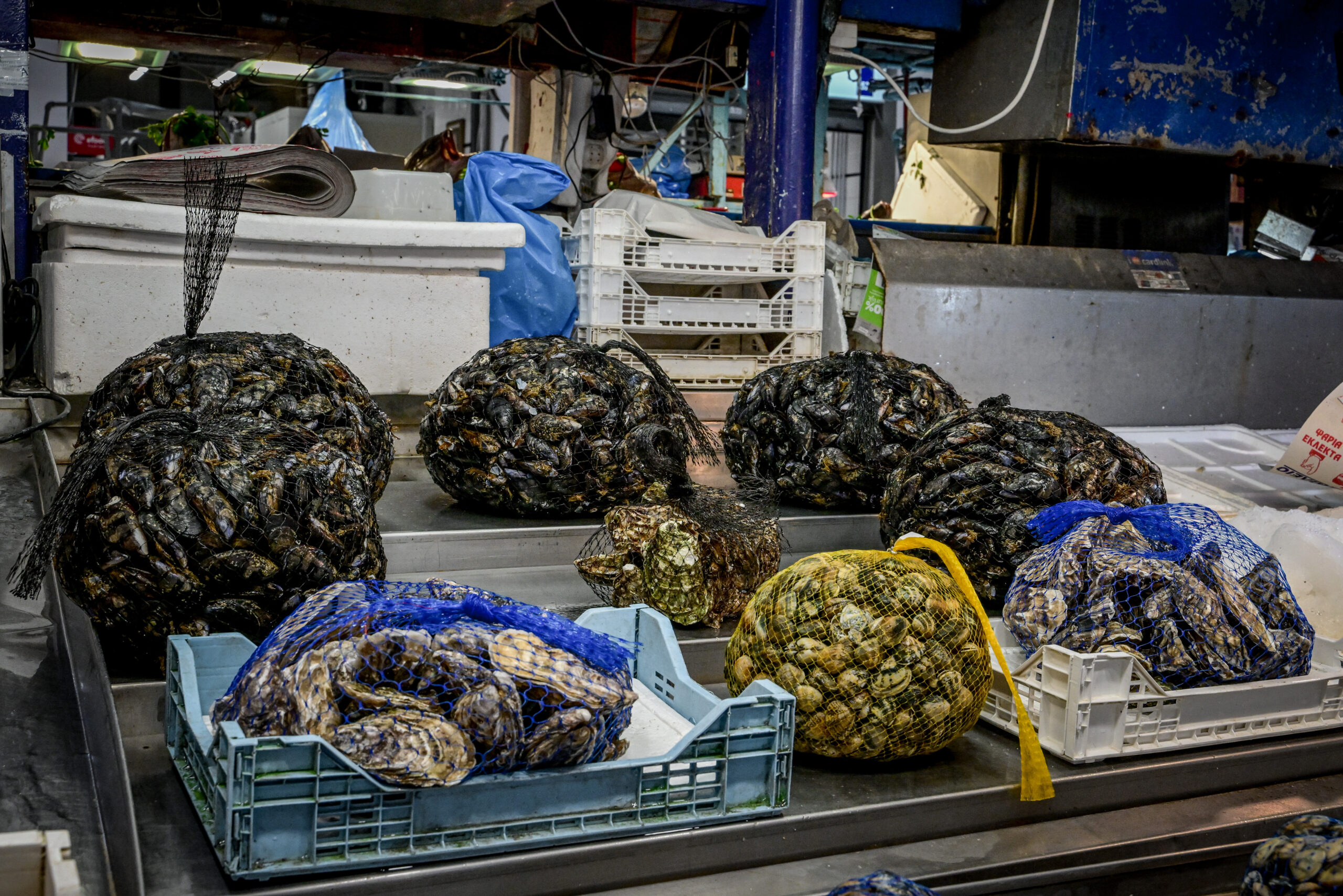 Θεσσαλονίκη: Ανοίγει ο δρόμος για τη δημιουργία του πρώτου οστρακογεννητικού σταθμού στην Ελλάδα