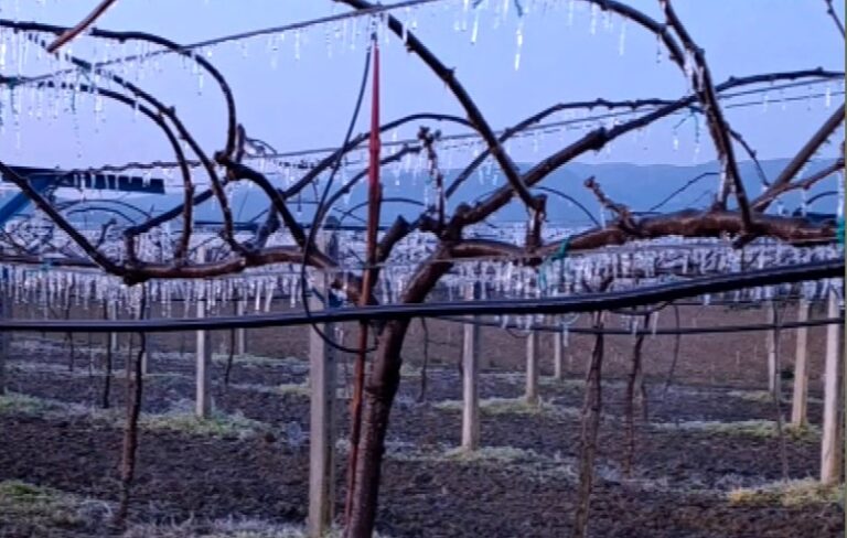 Ο παγετός «έκαψε» τις καλλιέργειες στην Πέλλα