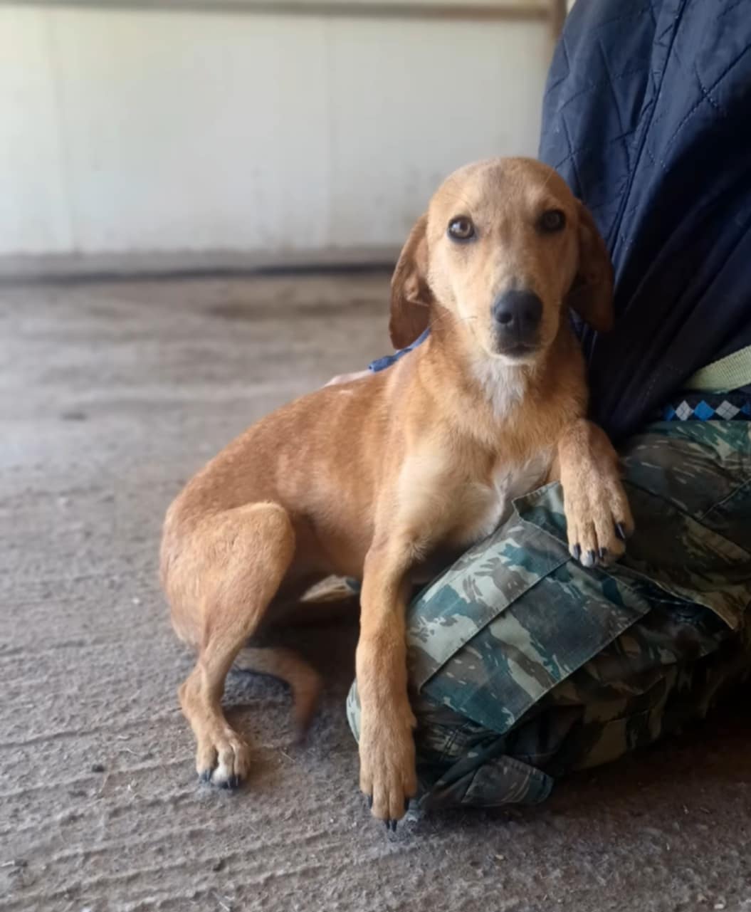 Αλεξανδρούπολη: Βρήκε σπίτι στην Κρήτη η σκυλίτσα που είχε εντοπιστεί στη θάλασσα