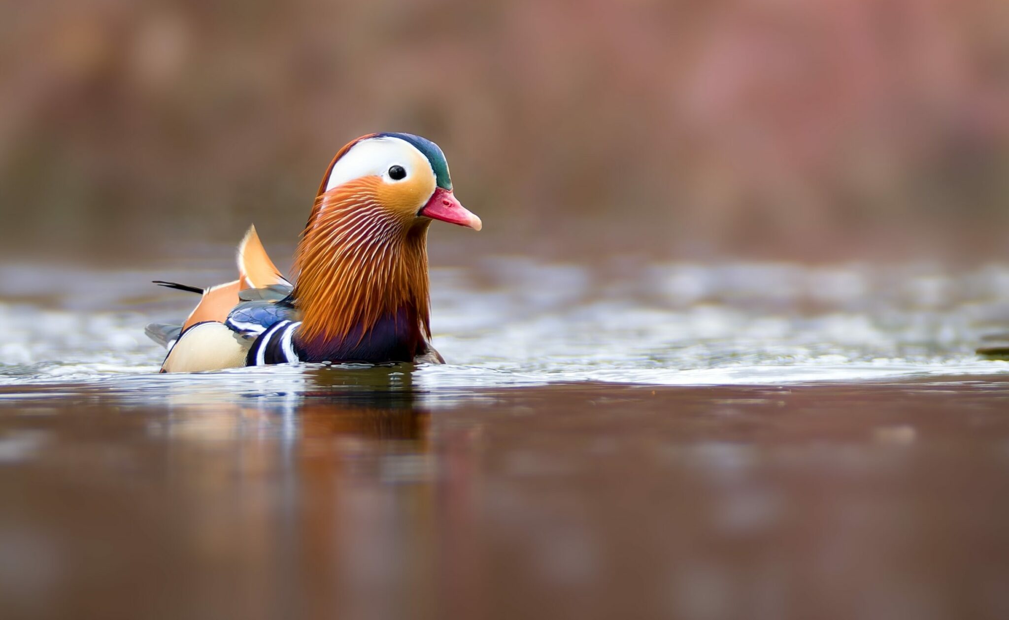 Επιχείρηση διάσωσης ενός Μανδαρίνου: Πώς βρέθηκε η πιο όμορφη πάπια του κόσμου στην Παμβώτιδα