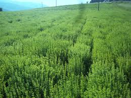 Νοκ άουτ φυτεύσεις ρίγανης σε Λάρισα και Μαγνησία λόγω ανομβρίας