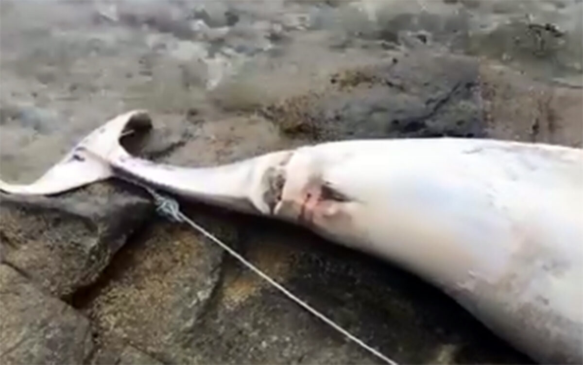 Καβάλα: Νεκρό δελφίνι ξεβράστηκε στο Παληό – Στην ουρά του ήταν δεμένο ένα σχοινί