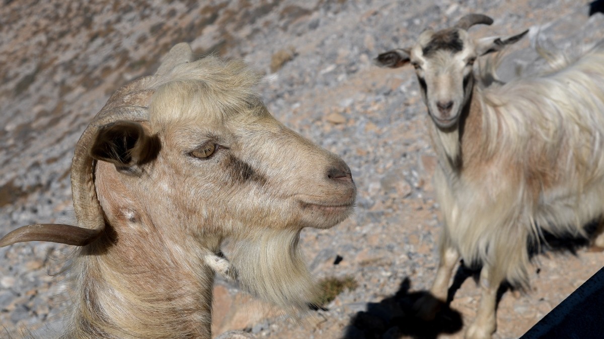 Κατάσχεσαν ζωντανό κατσίκι από την καρότσα αυτοκινήτου – Ο απίθανος λόγος