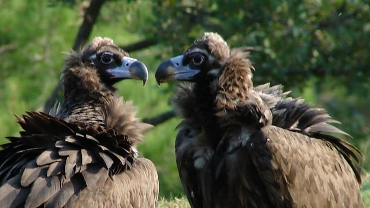 Αύξηση του πληθυσμού του Μαυρόγυπα στο Εθνικό Πάρκο Δαδιάς