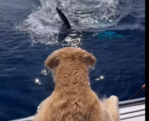 Δείτε τι συνέβη όταν ένα Golden Retriever συνάντησε από κοντά μια μεγάπτερη φάλαινα