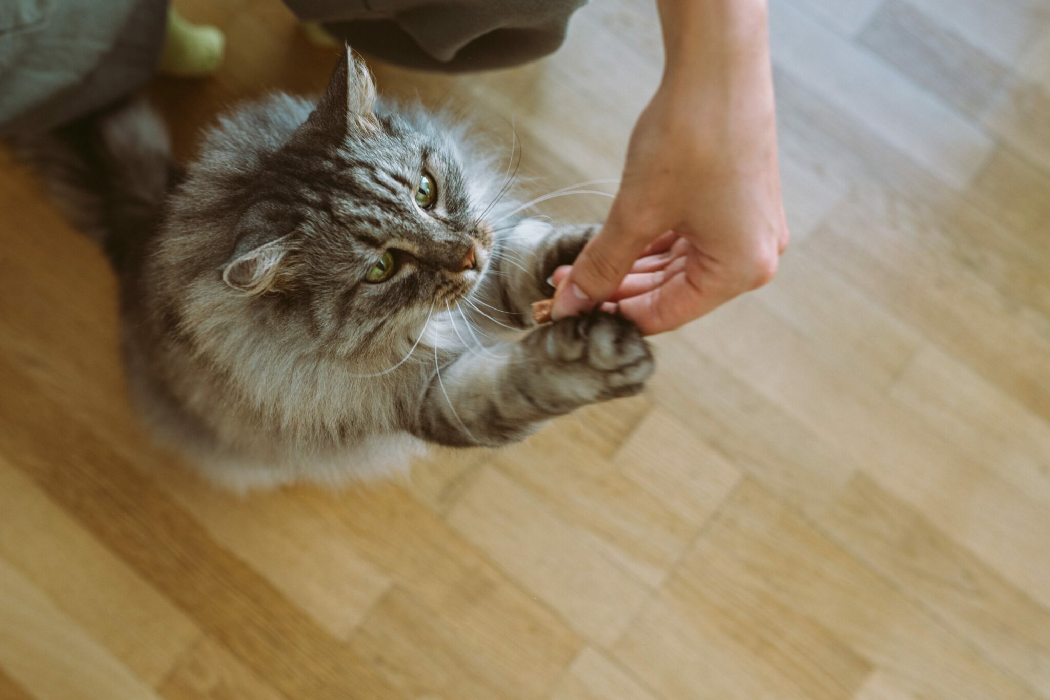 Οι τροφές που καμία γάτα δεν μπορεί να αντισταθεί