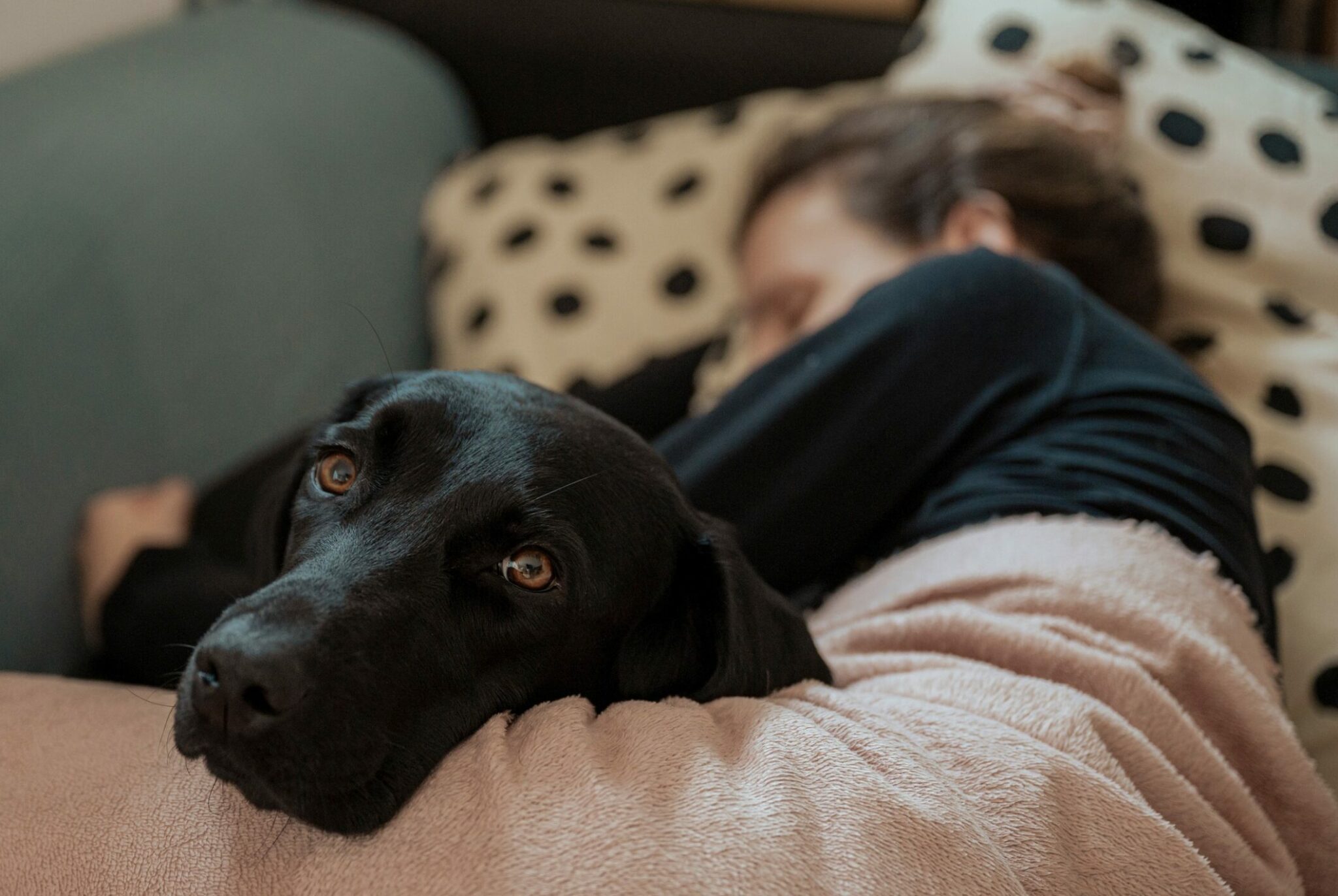 Οι 5 σοβαροί λόγοι που ο σκύλος σας μπορεί να πονάει και εσείς να μην το καταλαβαίνετε